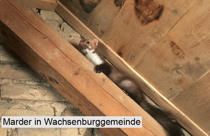 Marder in Wachsenburggemeinde